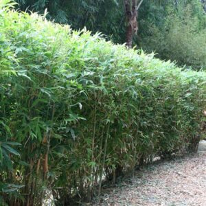 Hedge Bamboo, Bambusa multiplex, Bamboo Plant, Bamboo Varieties, Bamboo Cultivation, Ornamental Bamboo, Buy Hedge Bamboo, Hardy Bamboo, Landscape Plant, Hedge Bamboo Uses, Garden Bamboo, Bamboo for Sale, Bamboo Gardening.