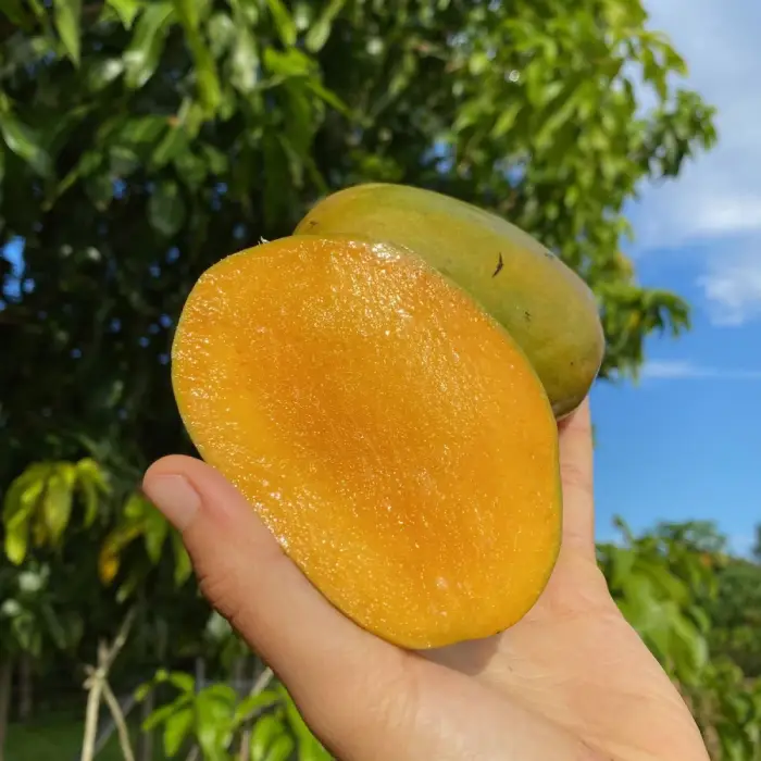 Grafted Mango Tree, 3 Feet Tall, Julie Mango, Julie Mango Variety, Fresh Mango, Mango Varieties, Fruit Cultivation, Edible Landscaping, Buy Grafted Mango Tree, Dwarf Mango Tree, Home Gardening, Landscape Trees, Mango for Sale, Small Mango Tree.