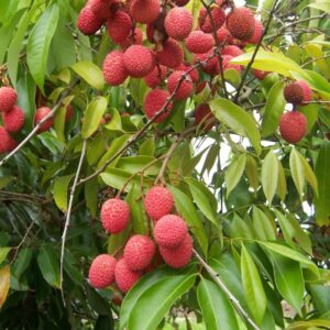 Litchi_chinensis_fruits