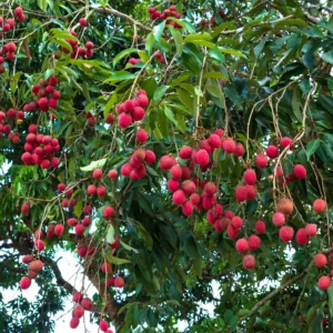 Litchi, Litchi chinensis, Exotic Fruit, Litchi Varieties, Fresh Litchi, Tropical Fruit, Fruit Cultivation, Edible Landscaping, Buy Litchi, Hardy Fruit Tree, Home Gardening, Landscape Trees, Litchi for Sale.