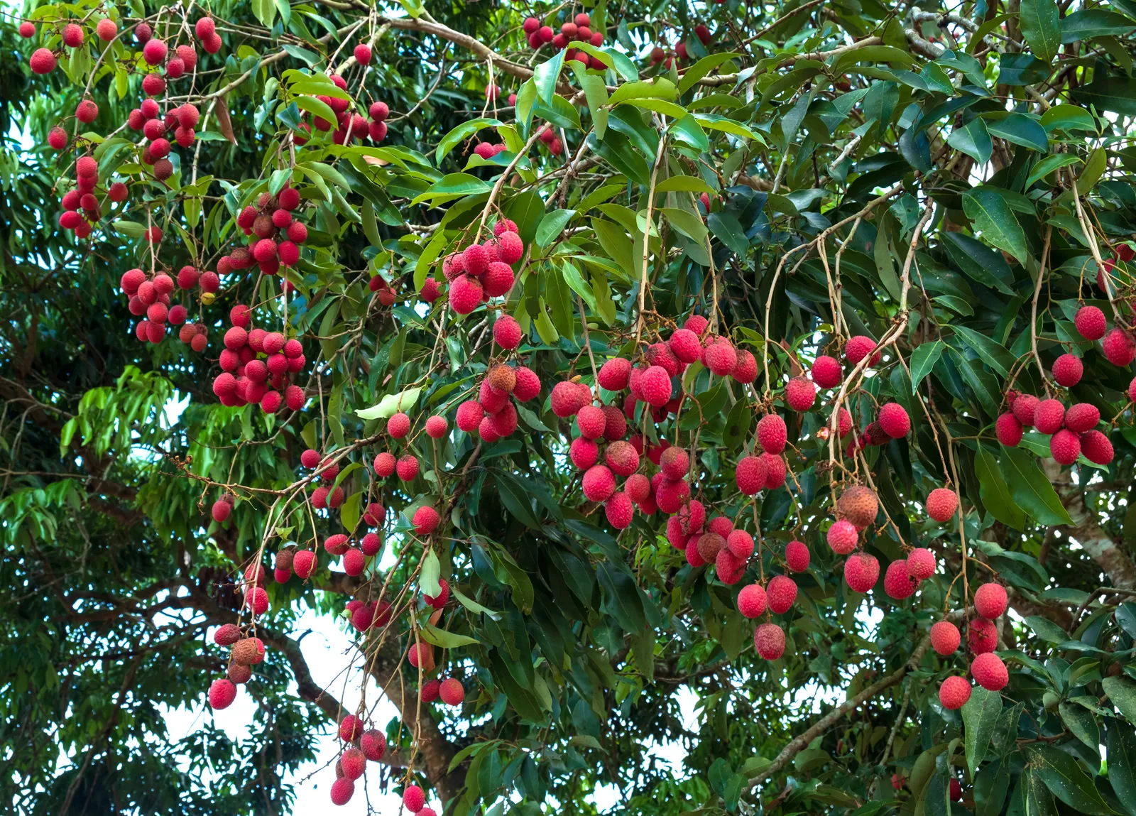 Litchi Fruit Tree