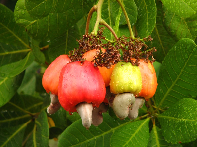 Cashew nut