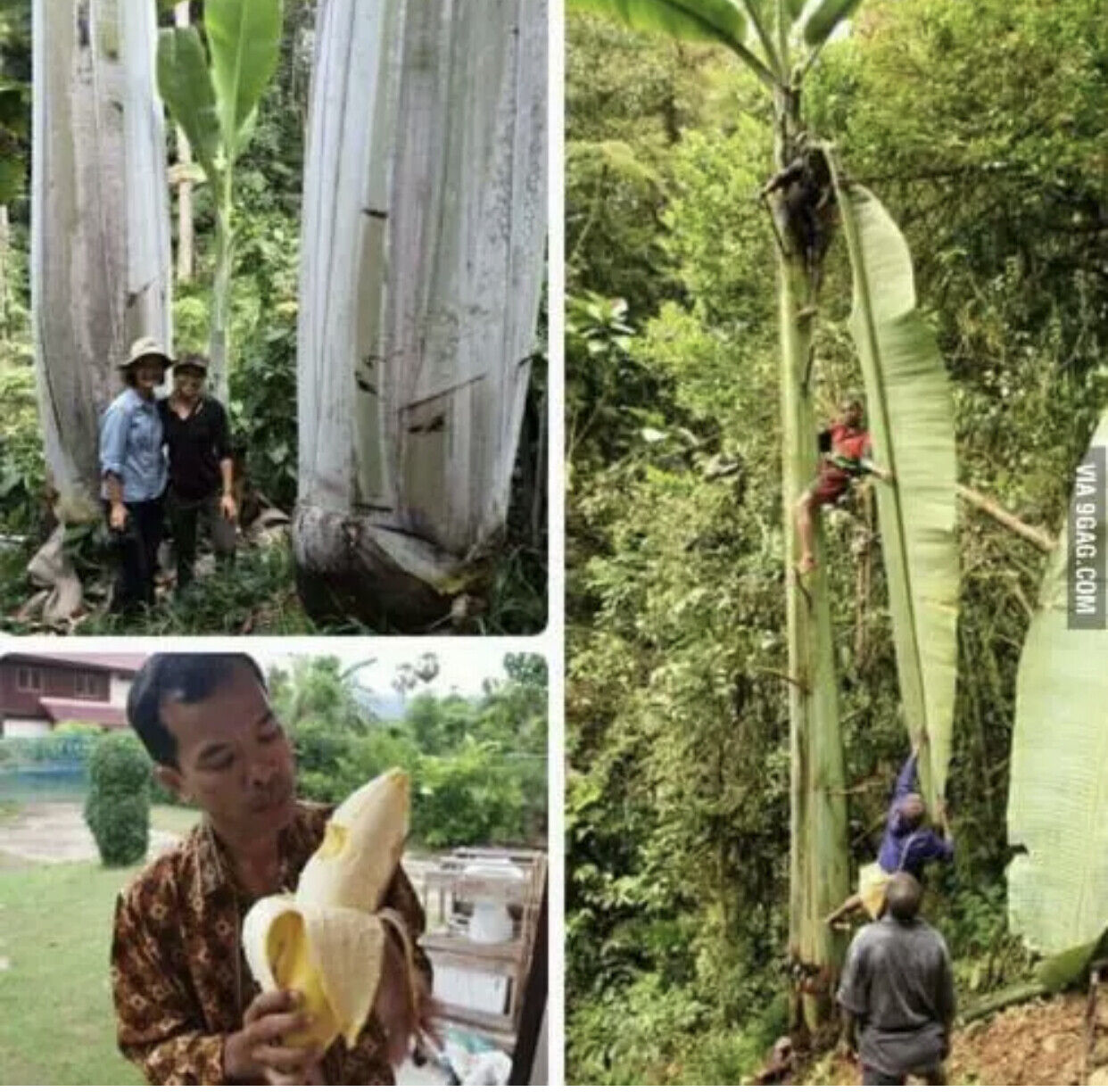 giant banana