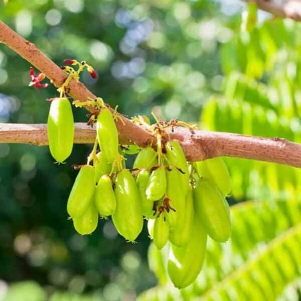 Bilimbi Cucumber Tree