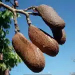 Algarroba / Carob (Ceratonia siliqua)