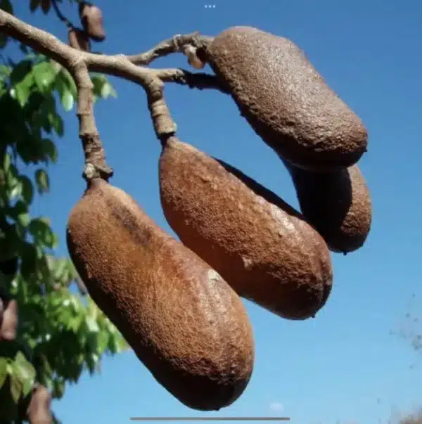 Algarroba / Carob (Ceratonia siliqua)