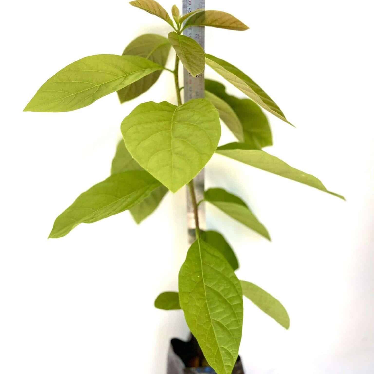 Bumpy Lemon, Charichuelo (Garcinia madruno) tropical live fruit tree 12 ...