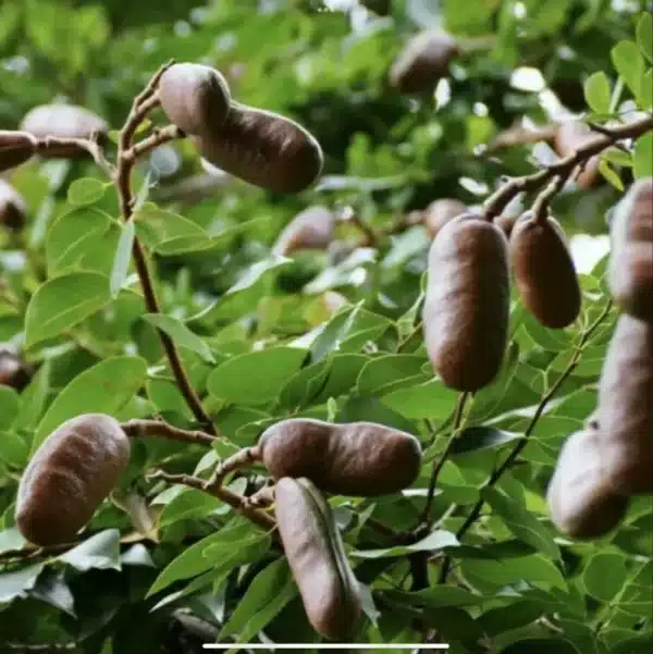 Algarroba / Carob (Ceratonia siliqua)