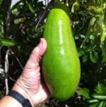 big Avocado fruit