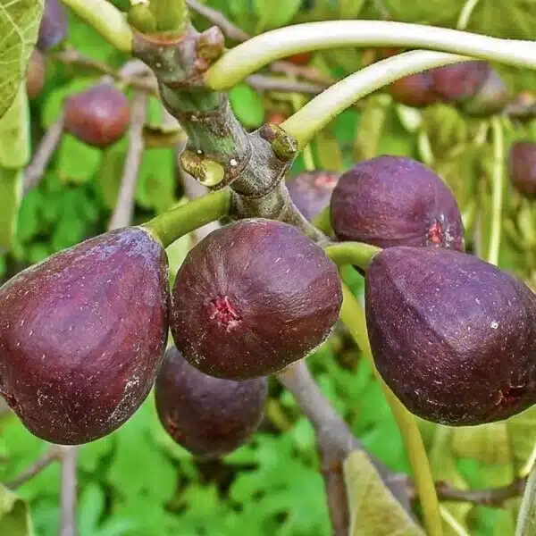 Fig ( Ficus carica ) tropical live plant