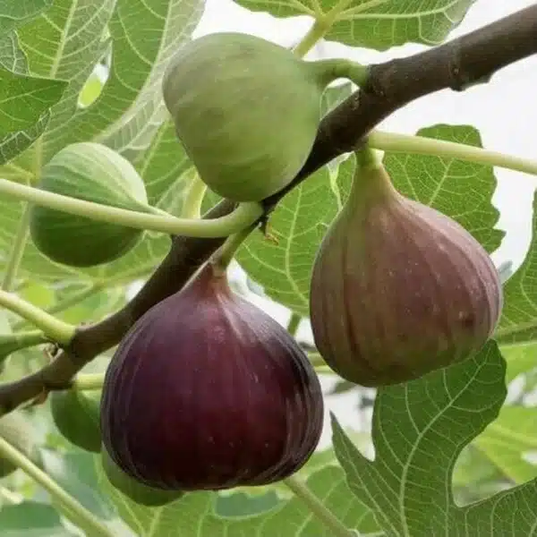 Fig ( Ficus carica ) tropical live plant