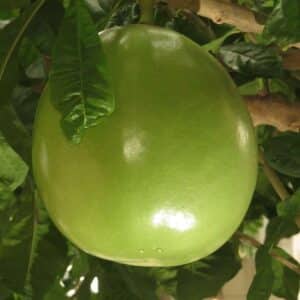 Calabash tree / Jícaro