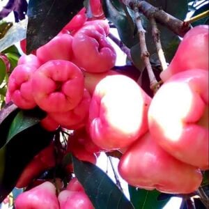 Pink wax apple (Syzygium samarangense)