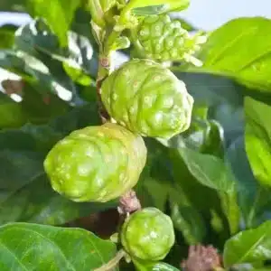 Noni (Morinda citrifolia)