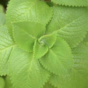 Indian Borage (Coleus amboinicus) tropical live plant