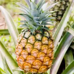 Pineapple (Ananas comosus )