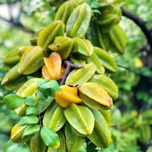 star fruit tree