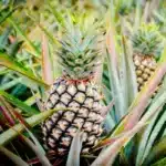 Pineapple (Ananas comosus )