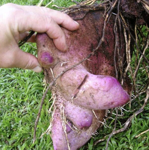 purple Lesser yam name plant