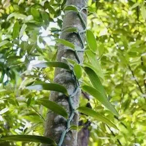 Vainilla (Vanilla planifolia)