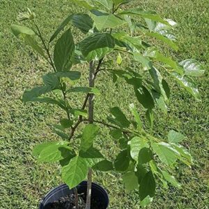 Persimmon (caqui) tropical fruit tree