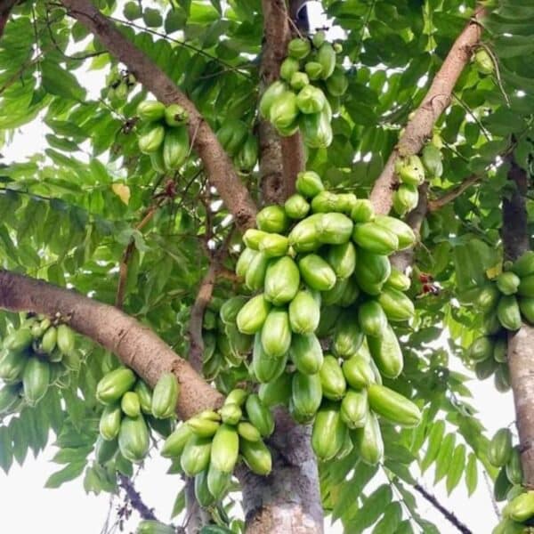 Bilimbi Cucumber Tree