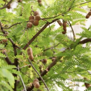 Sour Tamarind fruit tree