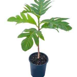 Breadfruit (Artocarpus camansi )tropical live fruit tree 2’-3’ feet