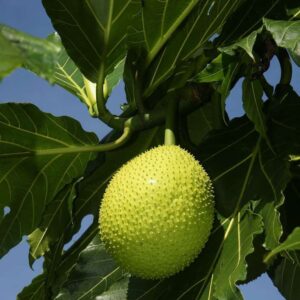 Breadfruit tree