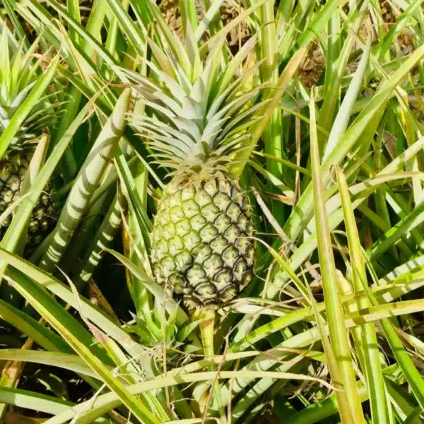 Pineapple (Ananas comosus )