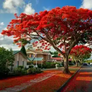 Flame tree Flamboyant