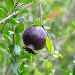 Black Pomegranate Tropical Fruit Tree