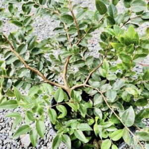 White Jaboticaba (Plinia cauliflora)