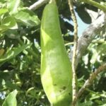 Avocado fruit