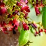 Bilimbi Cucumber Tree