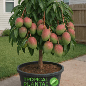 mango tree