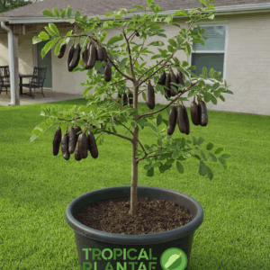 Carob fruit tree exitic