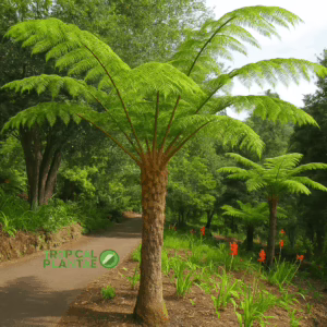 Lush Sphaeropteris Cooperi