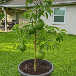 AVOCADO MARCUS PUMPKIN