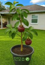 Garcinia mangosteen