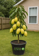 mango colombo kidney