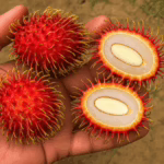 Rambutan
