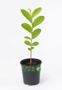 Indonesian Seedless Guava