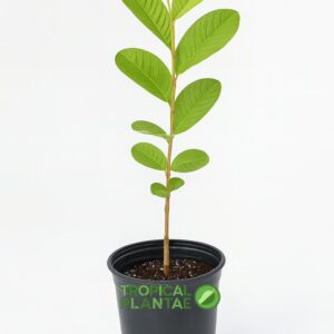 Indonesian Seedless Guava