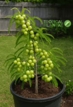 Indian gooseberry