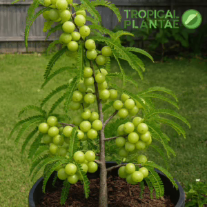 Indian gooseberry