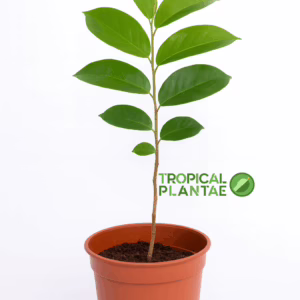 Soursop Tree (Guanabana)