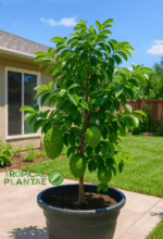 Soursop Tree (Guanabana)