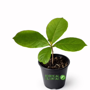 tropical almond tree