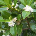 yellow strawberry guava